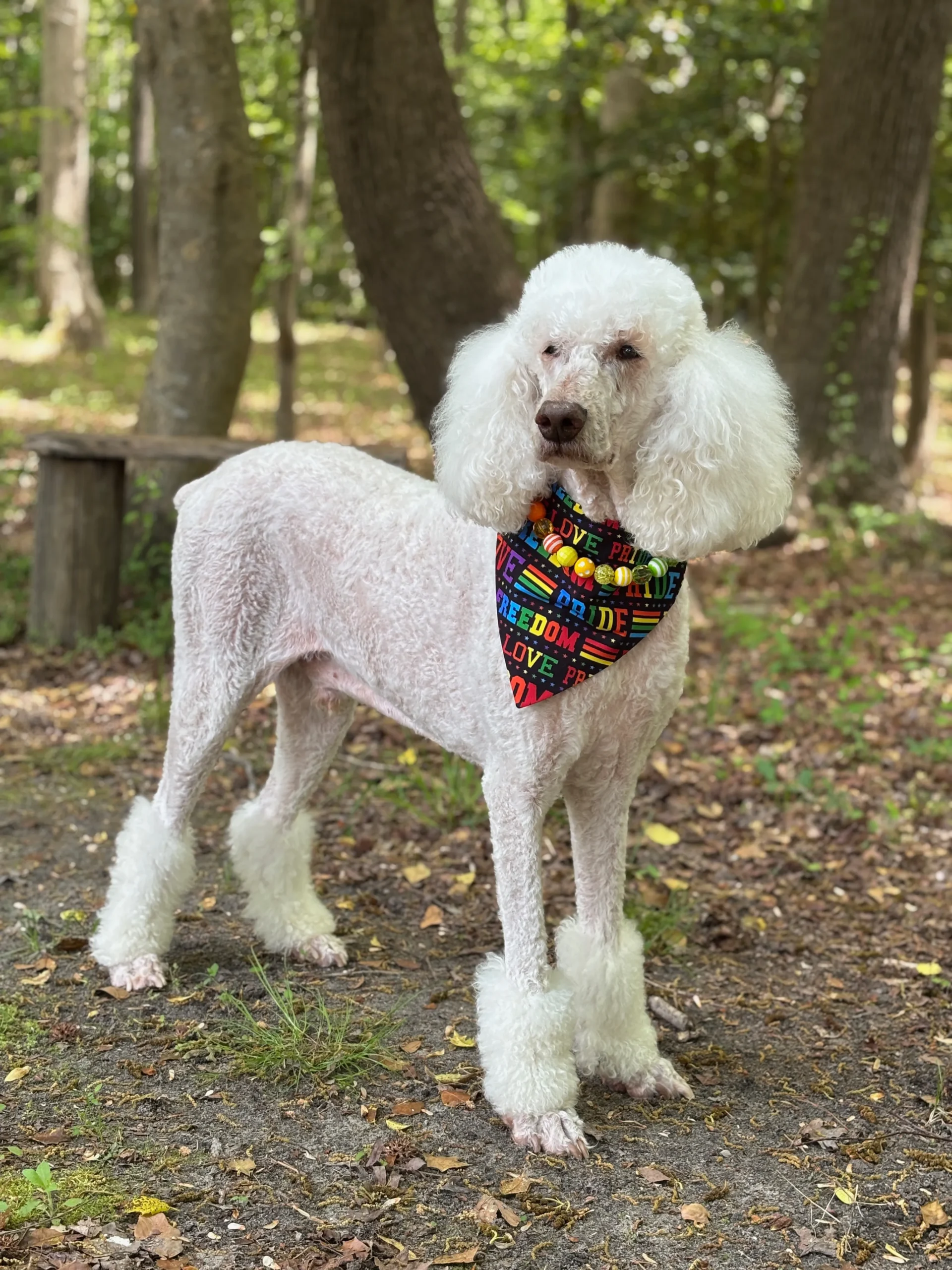 White poodle wearing colorful bandana in forest