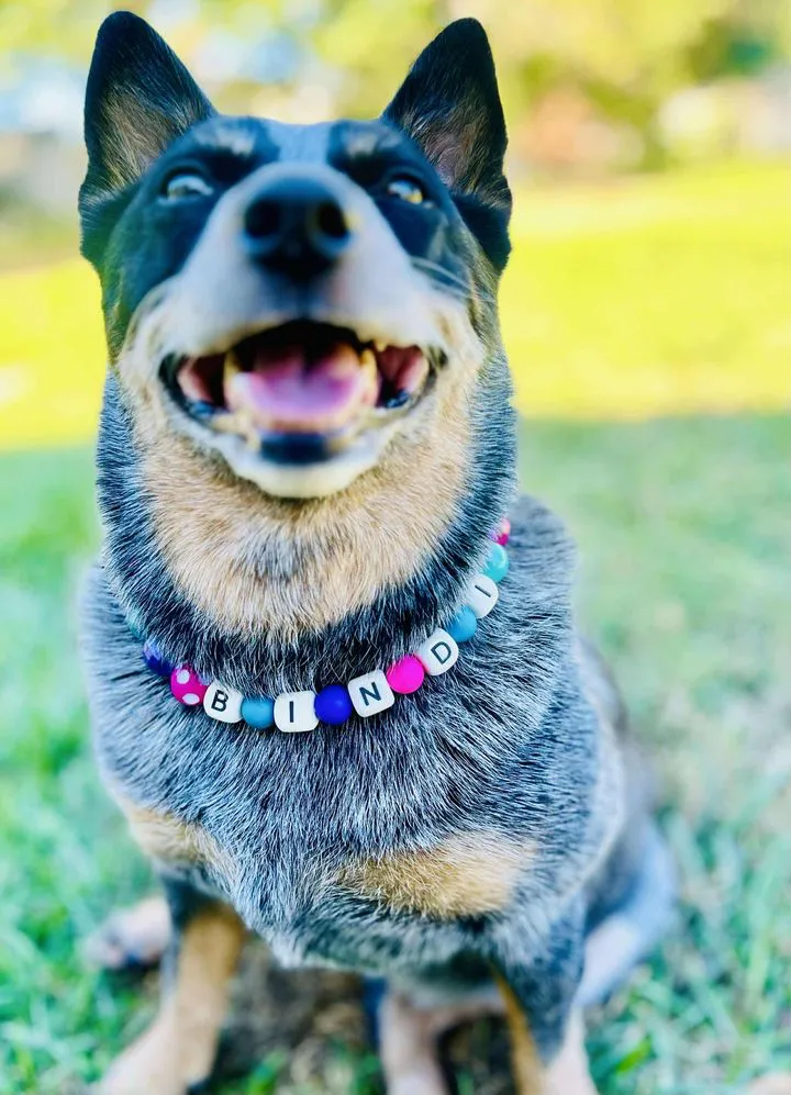 Smiling dog with colorful name necklace outdoors.