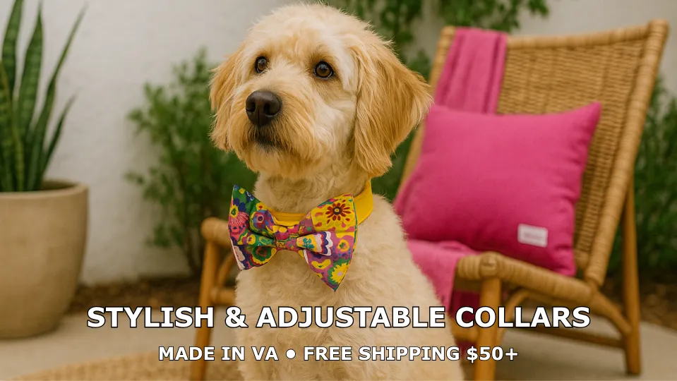Dog wearing colorful bowtie collar in chair