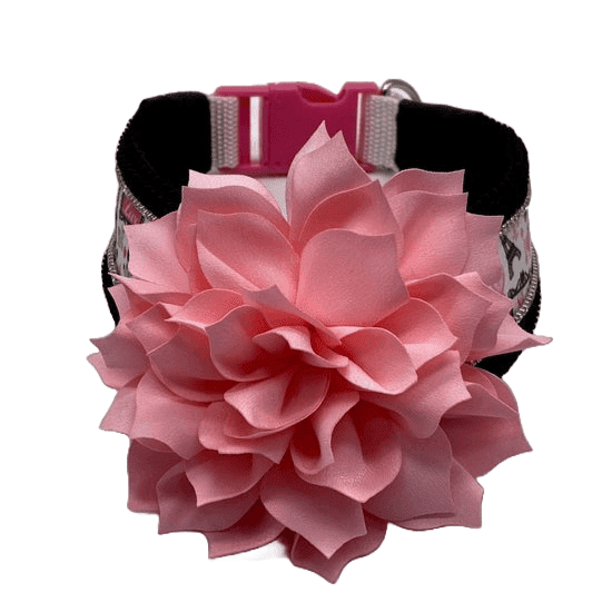 paris in spring custom collar