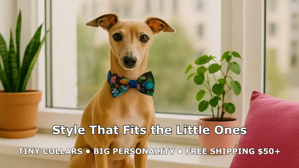Dog with colorful bow tie by window.