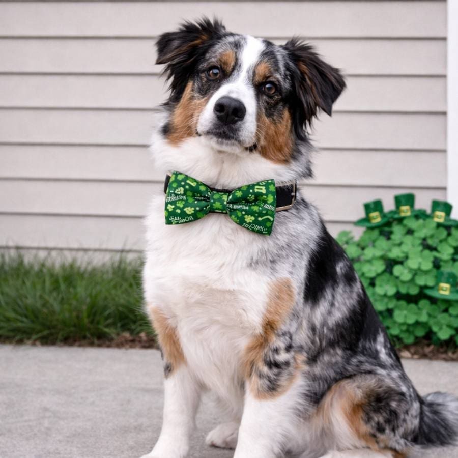 Saint Paw Tricks Bowtie - Image 2