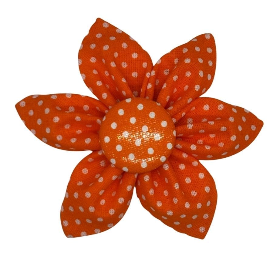 blooms e
